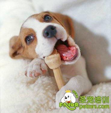 两个月的狗狗总咬东西