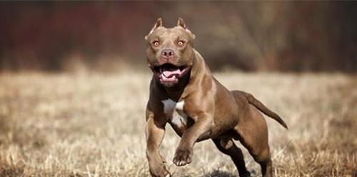训练斗犬怎么训