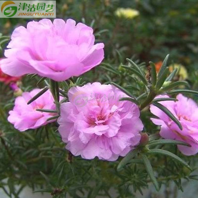 松叶牡丹移植注意事项