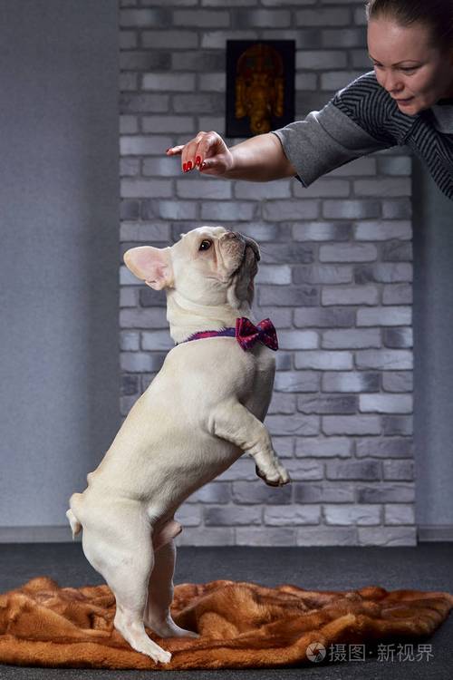 斗牛犬怎样训练体型