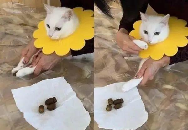 训练猫分开了尿和屎