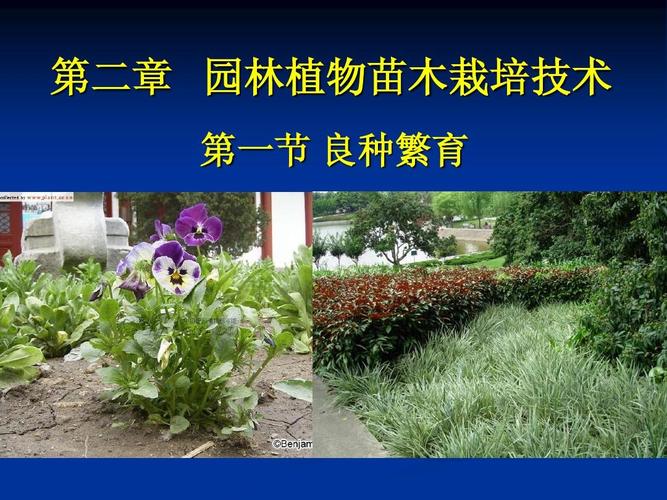 绿化苗木栽培技术