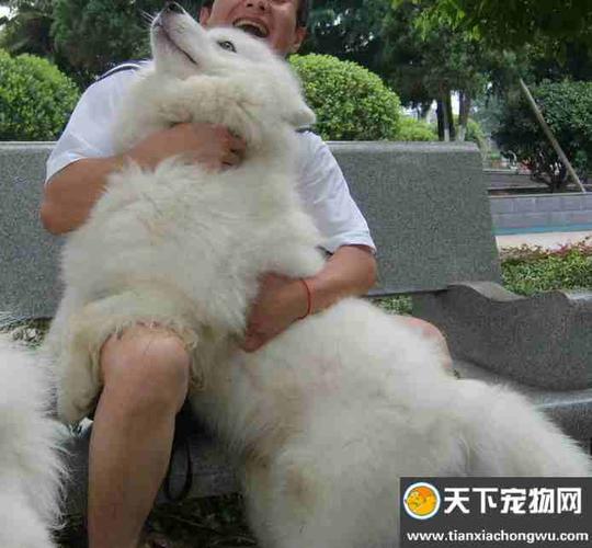 成年萨摩耶怎样训练大小便
