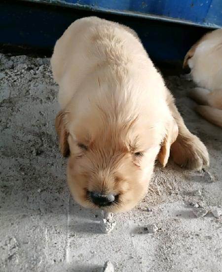 一个月大金毛不吃东西拉肚子怎么办