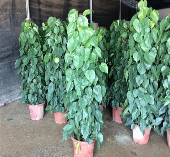 植物青苹果栽培技术