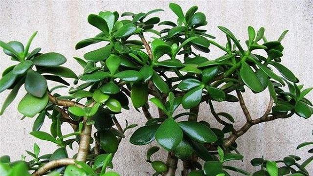 玉树的养殖方法大全