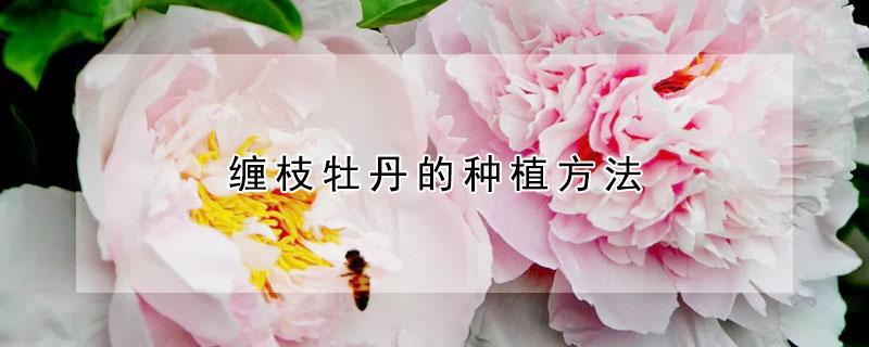 牡丹的管理与栽培技术