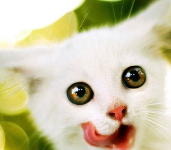 三个月大的猫喂什么东西吗