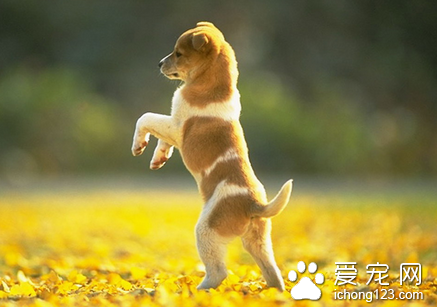 怎么训练狗站着走