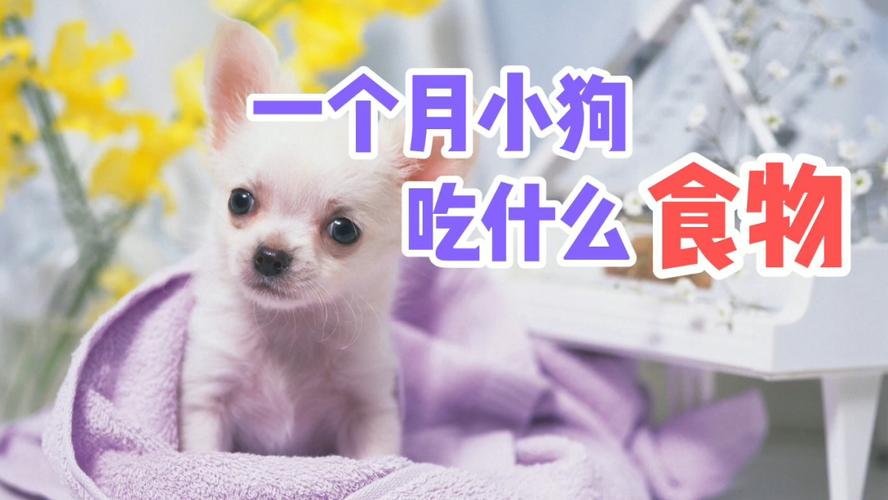 生小狗了要注意什么东西不能吃什么