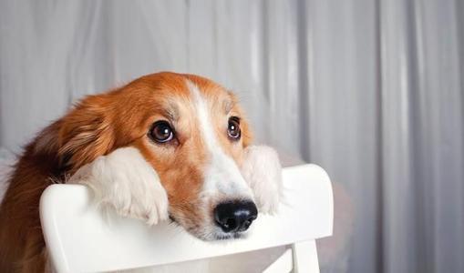 狗狗买回来一直不吃东西呕吐怎么办啊