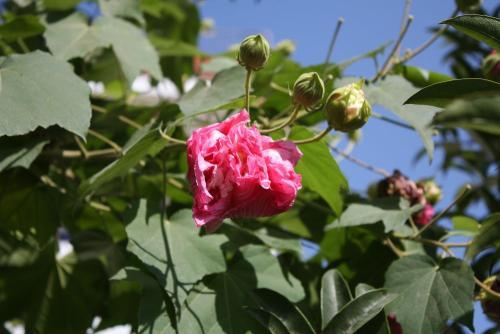 木芙蓉的栽培管理