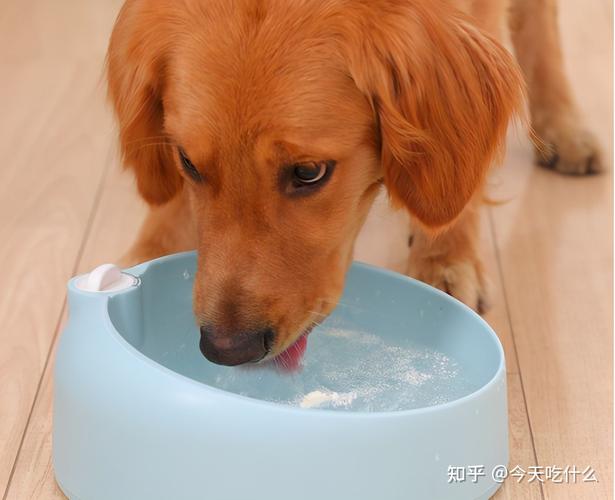 狗鼻吸沉重 不吃东西 不喝水