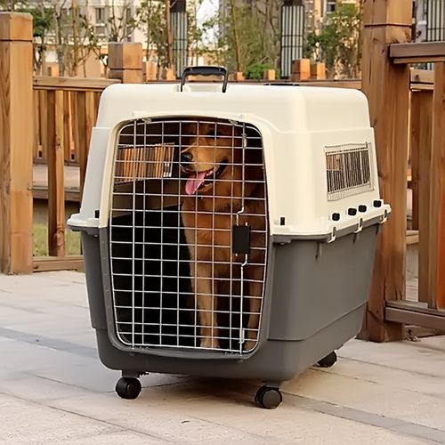 航空箱怎么训练狗狗
