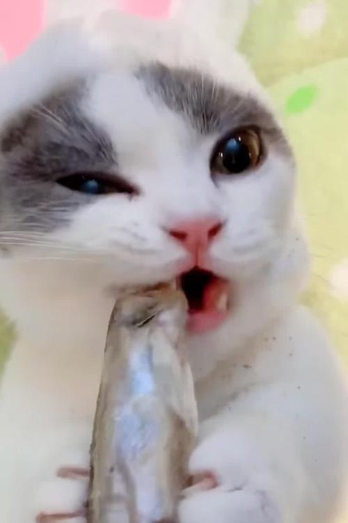猫怀孕吃东西恶心