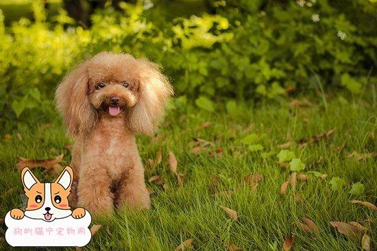 贵宾犬怎么训练装死