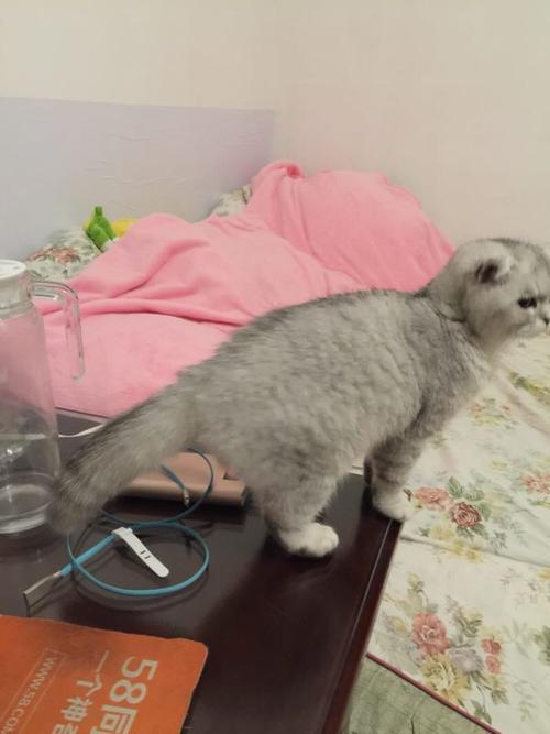 折耳猫拉稀不吃东西怎么办