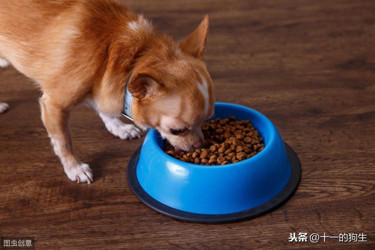 家里养的小狗突然不吃东西