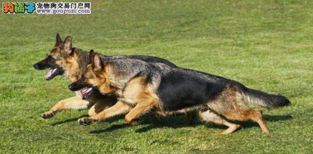 小牧羊犬乱咬东西