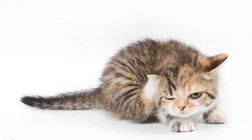 猫爱挠东西是什么原因