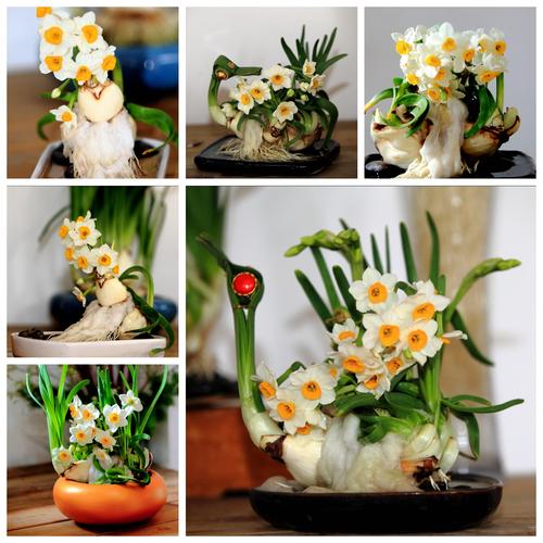 水仙花种球栽培