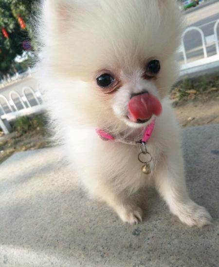 博美犬3个多月吃多少东西怎么办