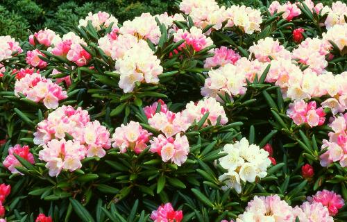 杜鹃花的栽培要点