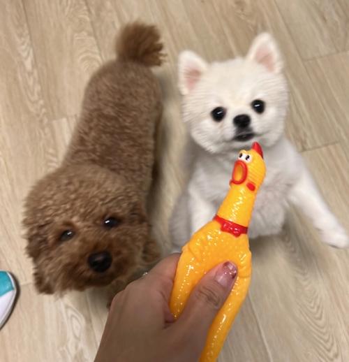 博美狗训练定点