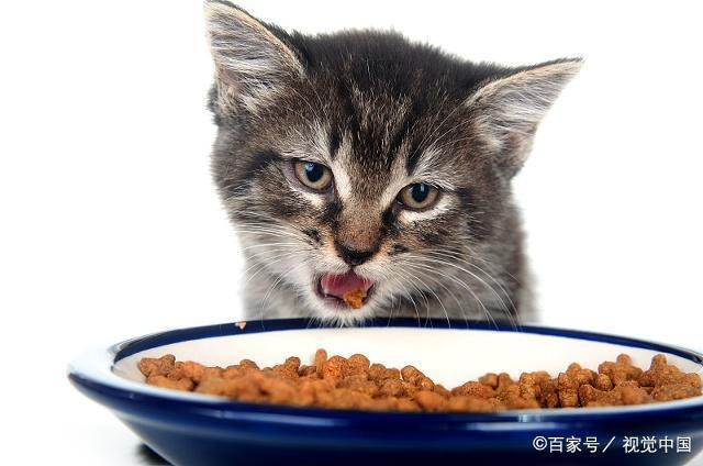 小猫怕人 怎么吃东西