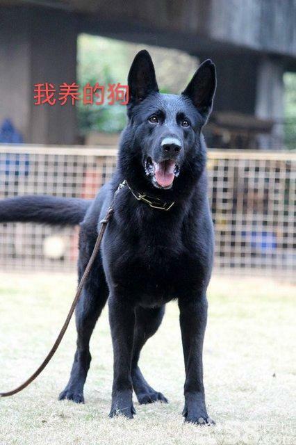 东德牧羊犬之训练吧