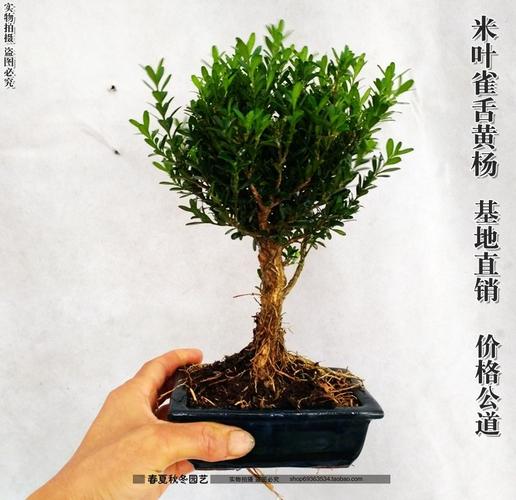 珍珠黄杨育苗栽培与盆景制作技术