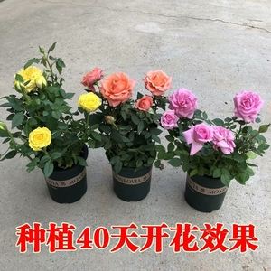 室内种植蔷薇方法