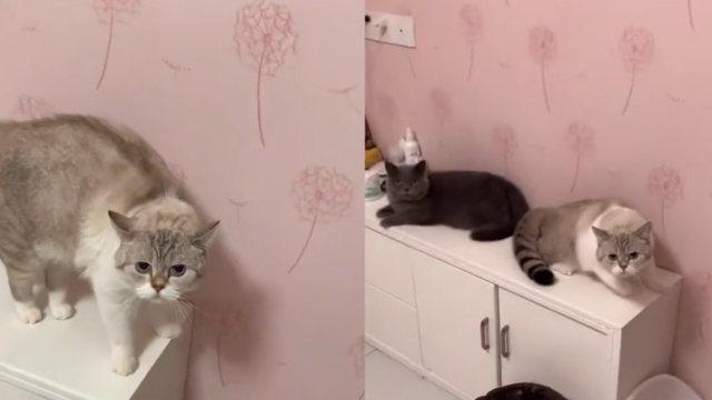 才买回家的猫训练