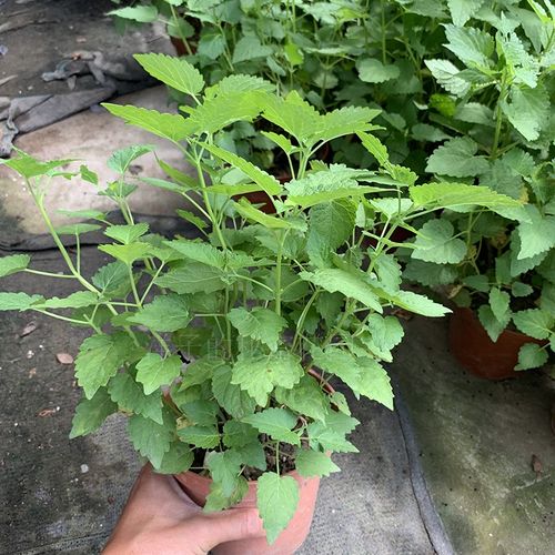 藿香的苗怎么栽培