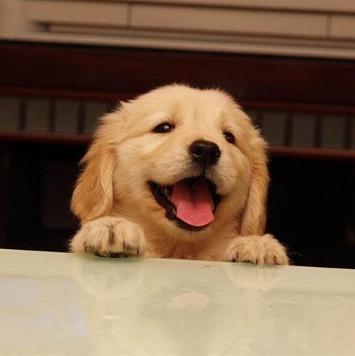 金毛幼犬能吃的东西