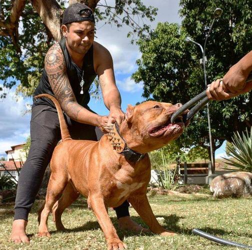 如何给犬训练肌肉