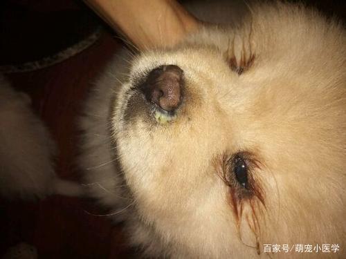 狗狗干呕流鼻涕不吃东西怎么办