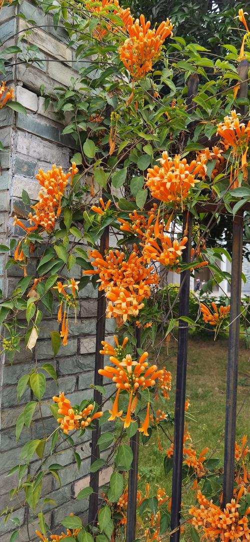 炮仗花栽培
