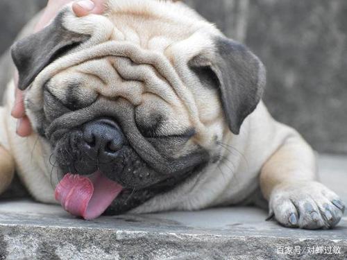 如何训练八哥犬不乱叫