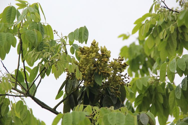 珍贵树种花榈木丰产栽培技术