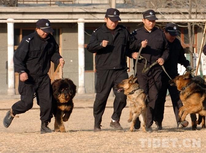 训练3个月藏獒视频