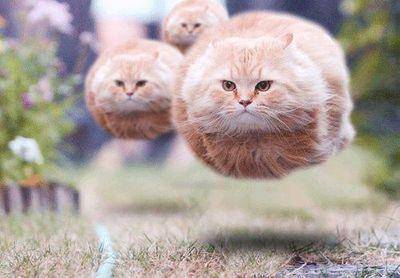 怎样做训练猫