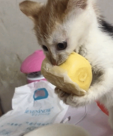怎么让奶猫吃东西吗