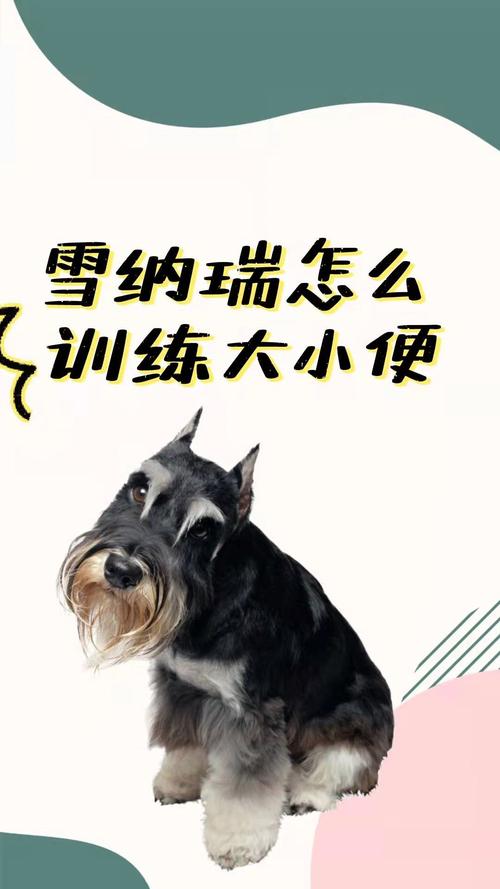 迷你雪纳瑞训练方法
