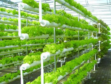 设施栽培在园艺植物上的应用