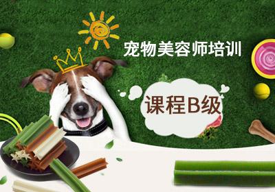 宠物培训师学什么东西