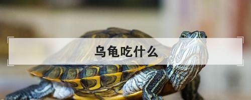 乌龟总是吃东西怎么办