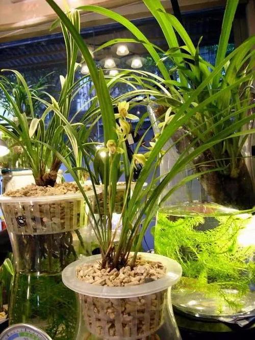 兰花吸水栽培