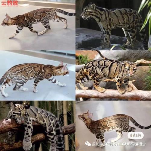 怎么训练孟加拉豹猫