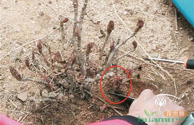 花卉移植注意事项